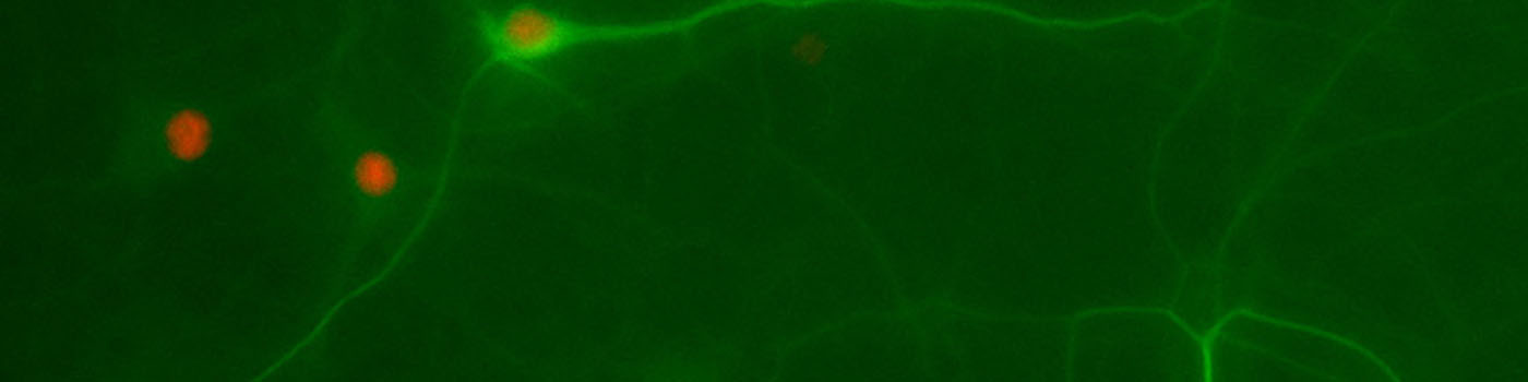 Rat, Cell Body Number and Neurite Length